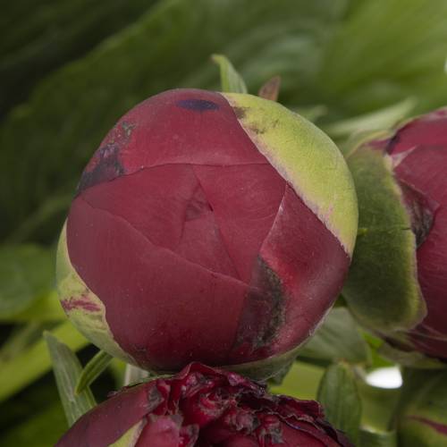 Pfingstrose rot Henry Bockstoce Ex 60cm