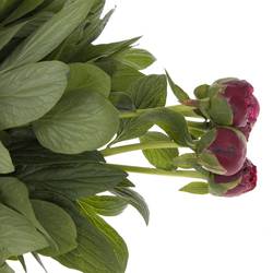 Pfingstrose rot Henry Bockstoce Ex 60cm