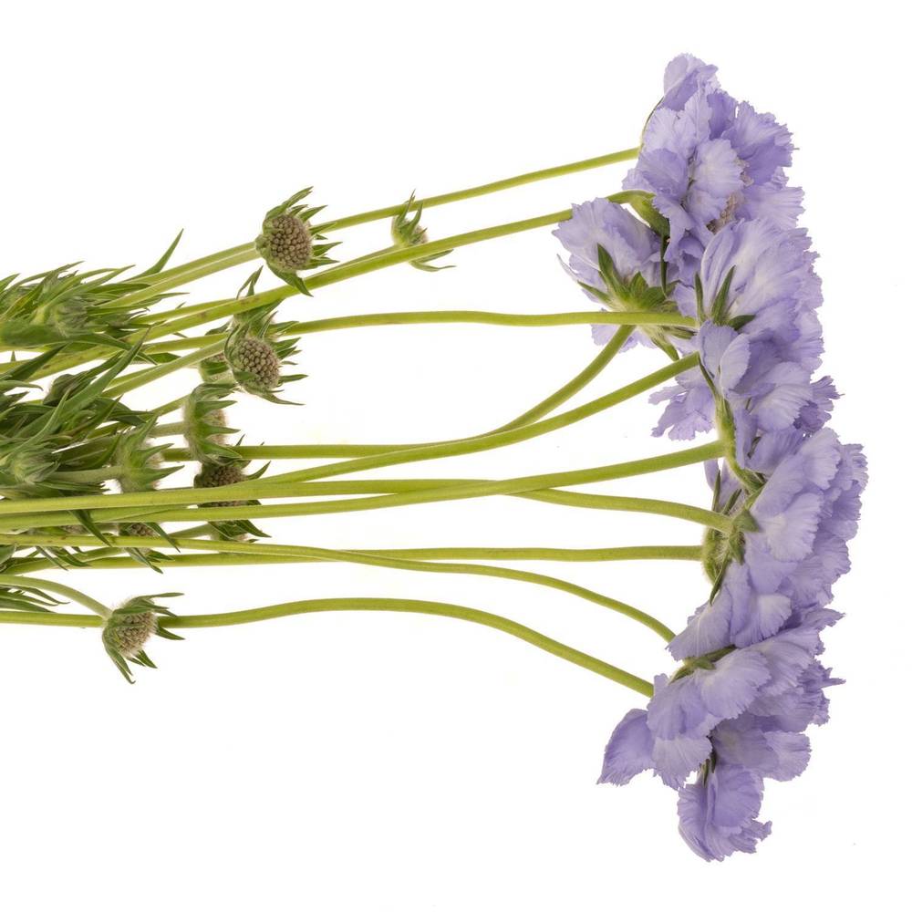 Scabiosa blau Clive Greaves 50cm