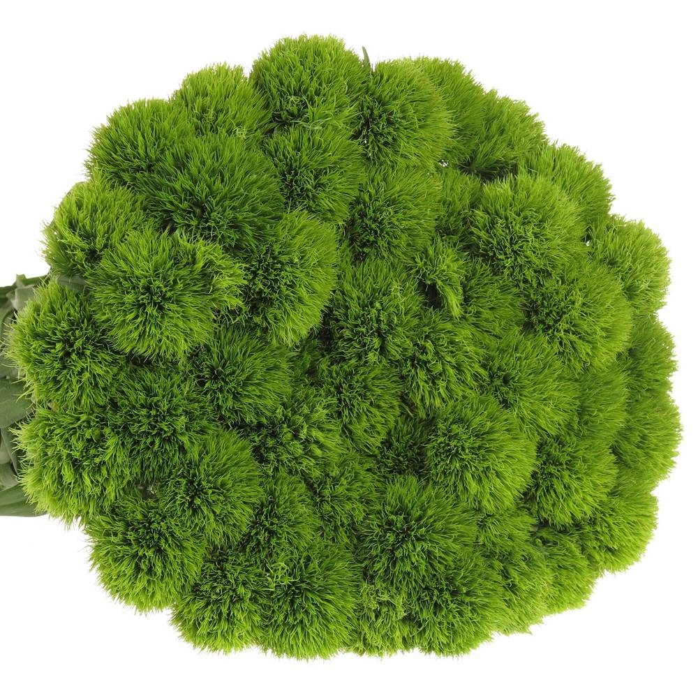 Bartnelke grün Lady 50cm