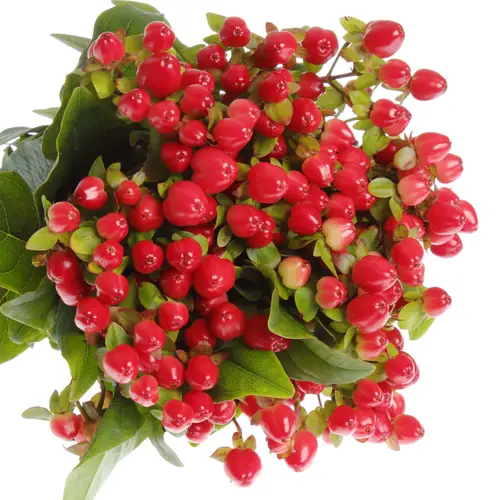 Hypericum rot Triumph 40cm