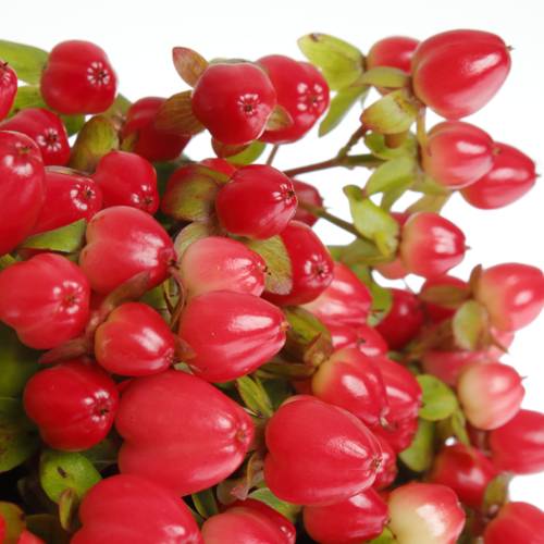 Hypericum rot Triumph 40cm