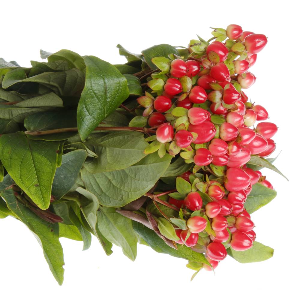 Hypericum rot Triumph 40cm