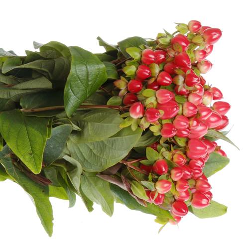 Hypericum rot Triumph 40cm