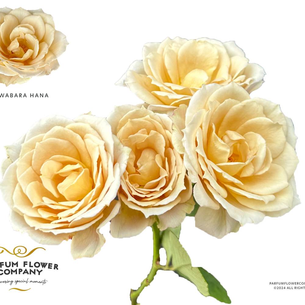 Rose verzweigt hell gelb Wabara Hana 50cm