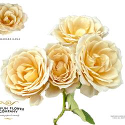 Rose verzweigt hell gelb Wabara Hana 50cm