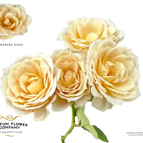 Rose verzweigt hell gelb Wabara Hana 50cm