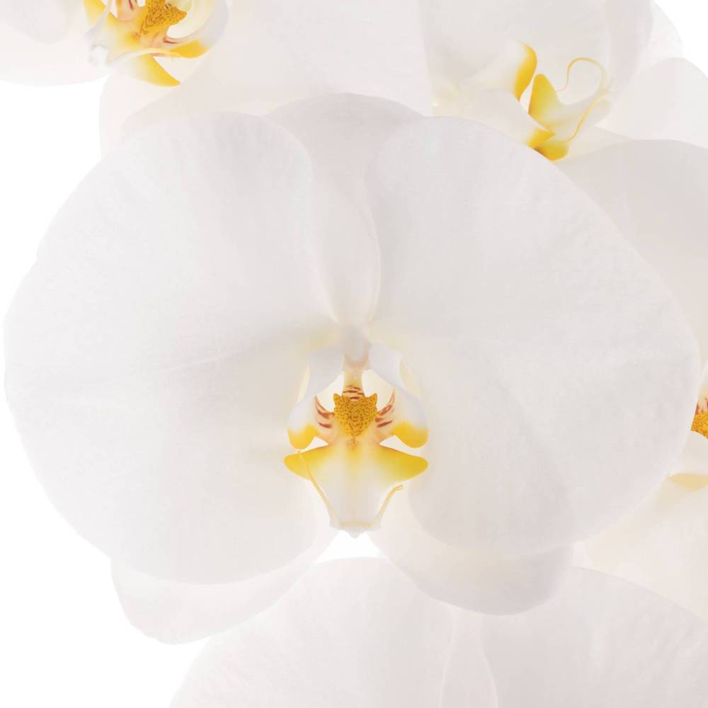 Phalaenopsis weiss Sensation 60cm 7 Bis 9 blute