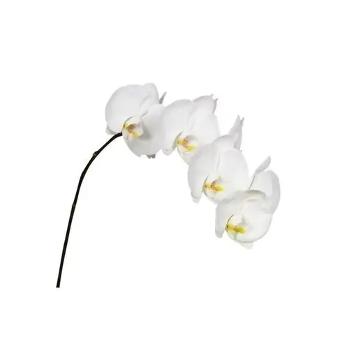 Phalaenopsis weiss Sensation 60cm 7 Bis 9 blute