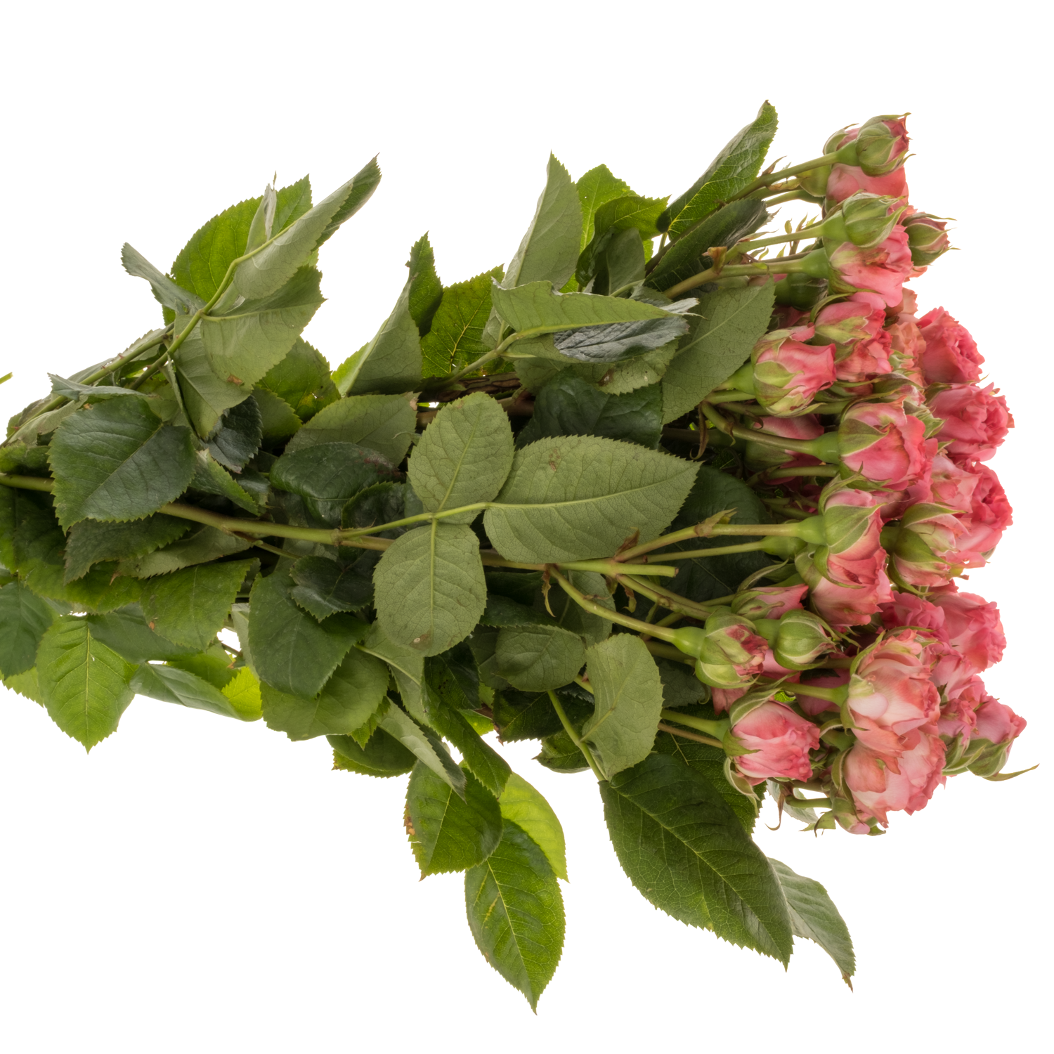 Rose verzweigt rosa Candy Yo-Yo 3+Blüte 60cm