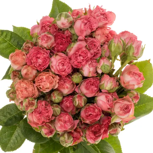 Rose verzweigt rosa Candy Yo-Yo 3+Blüte 60cm