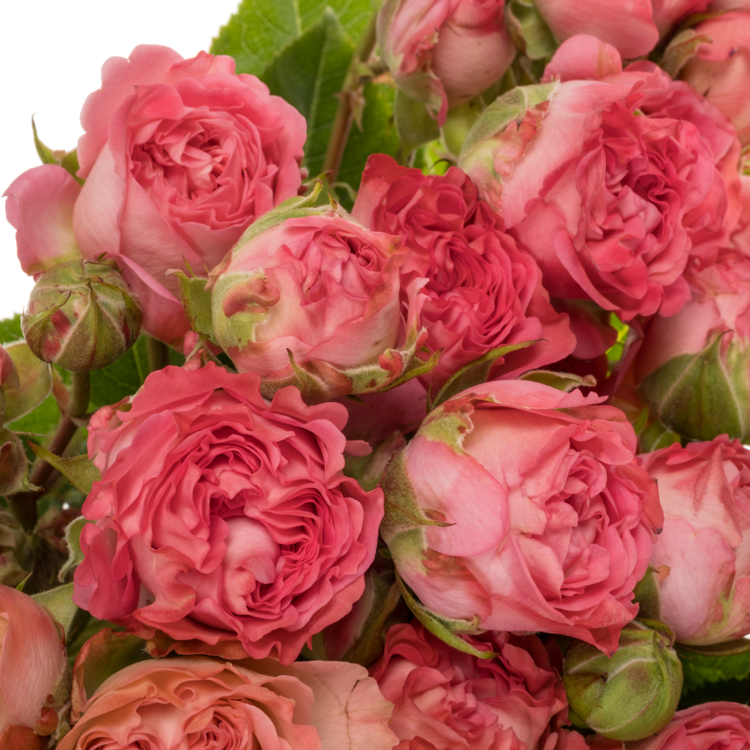 Rose verzweigt rosa Candy Yo-Yo 3+Blüte 60cm