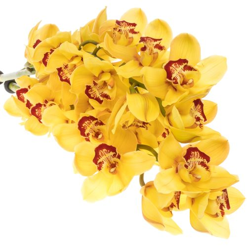 Cymbidium gelb Rijsenhout 80cm 13+Blüte