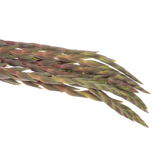 Gladiole rot Rossini 100cm
