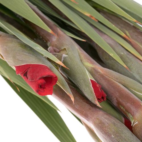 Gladiole rot Rossini 100cm