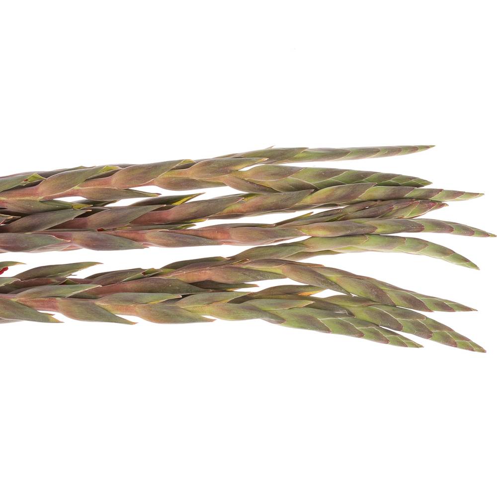 Gladiole rot Rossini 100cm