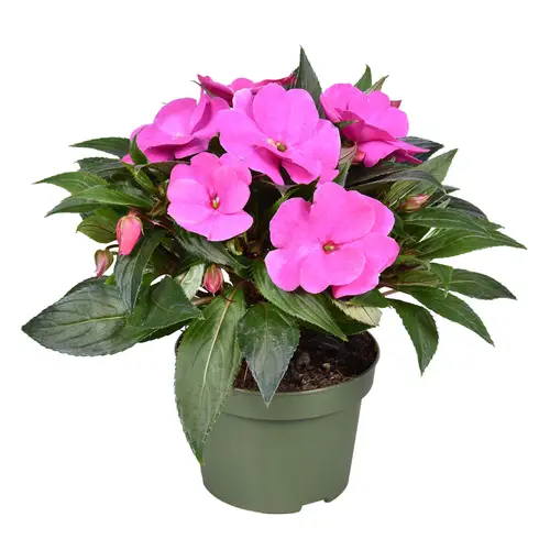 Impatiens Neu Guinea rosa Violet T13 H025