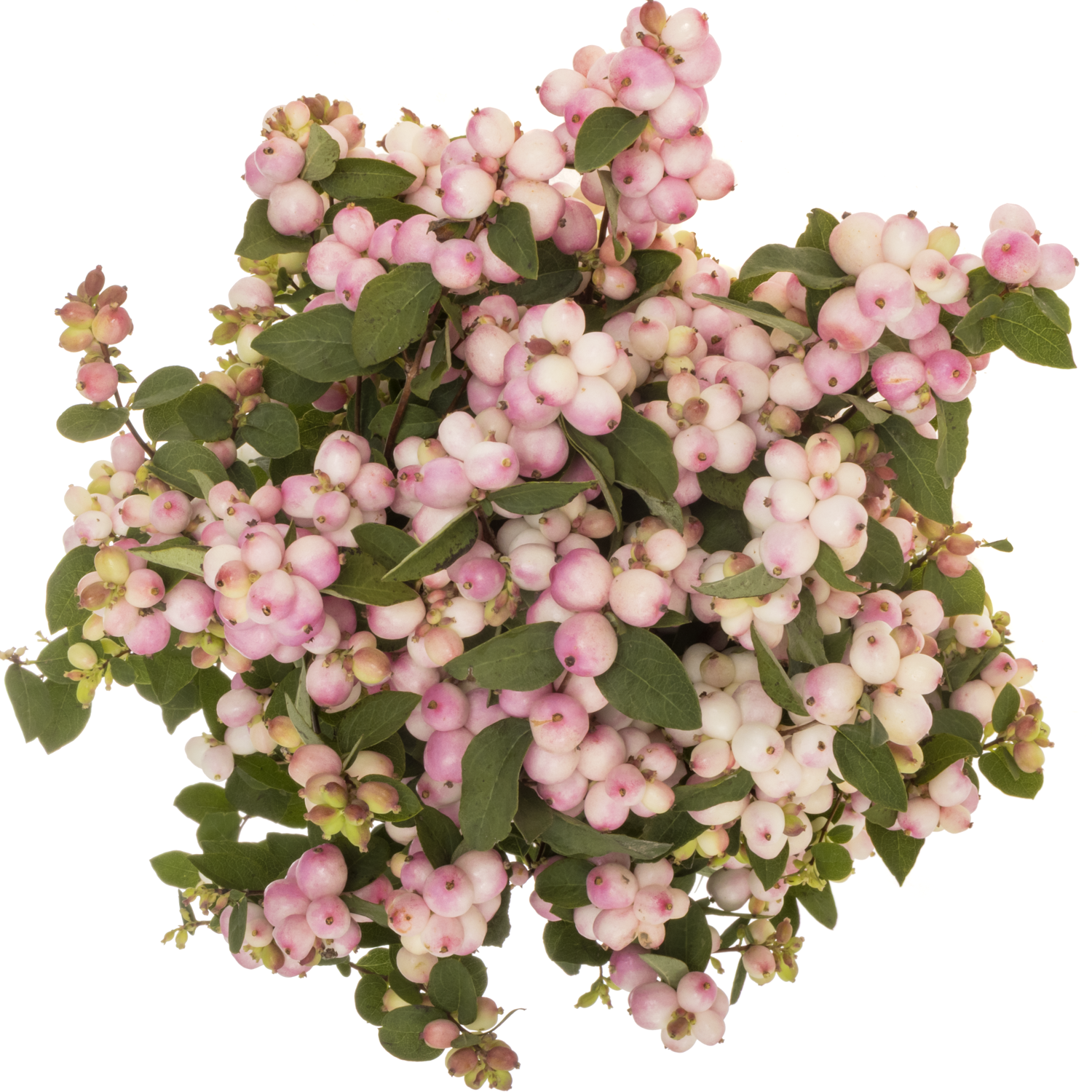 Schneebeere rosa Chart Fantasy 65cm