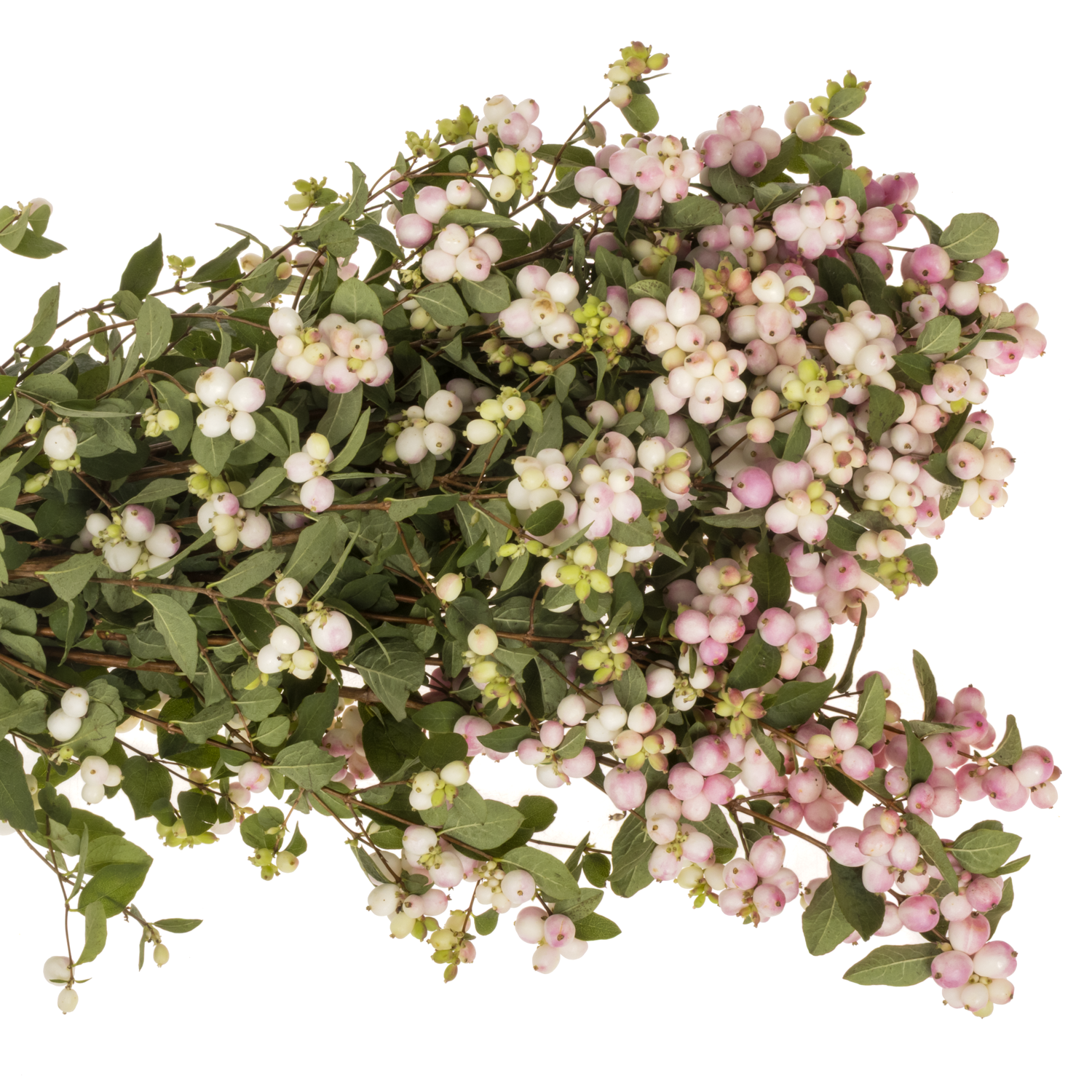 Schneebeere rosa Chart Fantasy 65cm