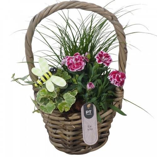 Garten.Arr PTPP7029 T14 H031
