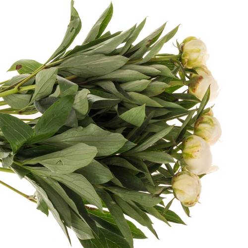 Pfingstrose weiss gefüllt Claude Tain 50cm