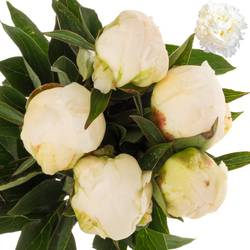 Pfingstrose weiss gefüllt Claude Tain 50cm