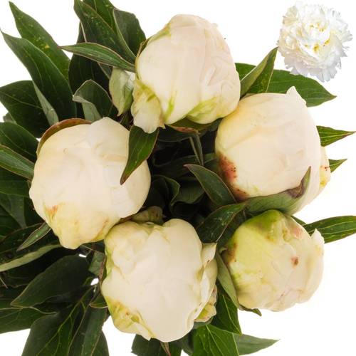 Pfingstrose weiss gefüllt Claude Tain 50cm
