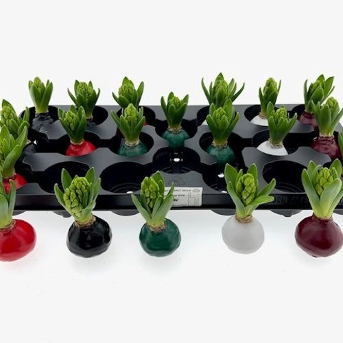 Hyac.Bol Wachs mix Basic Herbst mix Bl. H8