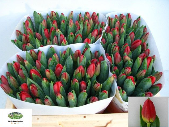 Tulpe rot antarctic love 28 Gramm