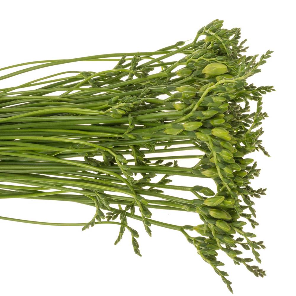 Freesie weiss gefüllt Paris 24 Gramm