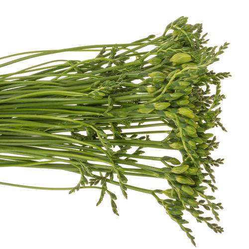 Freesie weiss gefüllt Paris 24 Gramm