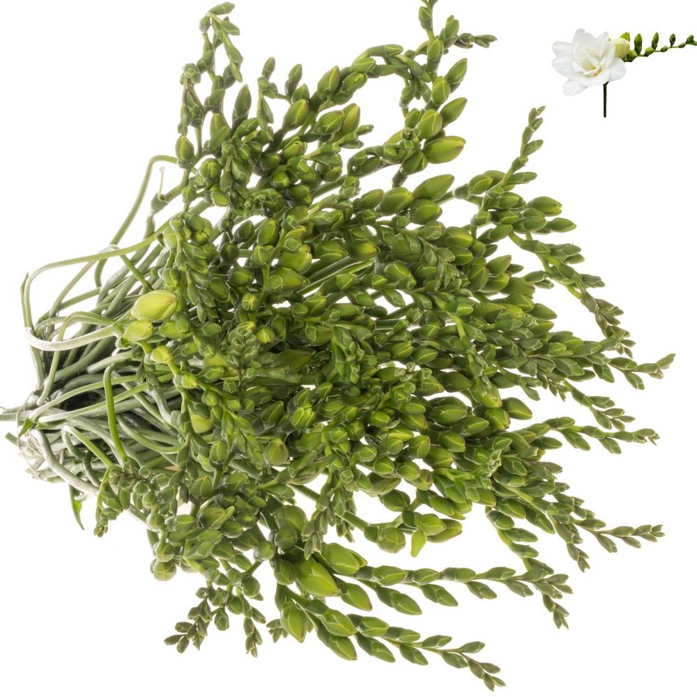 Freesie weiss gefüllt Paris 24 Gramm