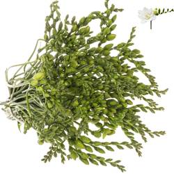 Freesie weiss gefüllt Paris 24 Gramm