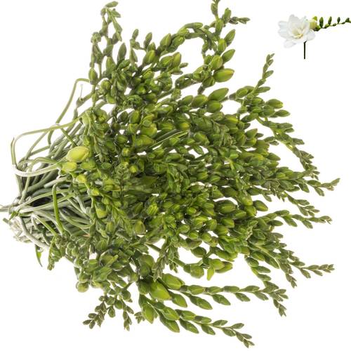 Freesie weiss gefüllt Paris 24 Gramm