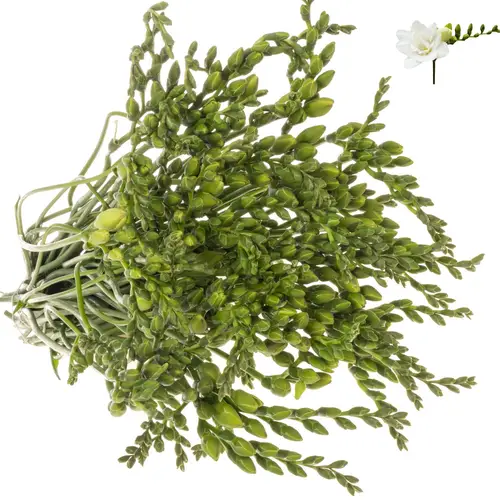 Freesie weiss gefüllt Paris 24 Gramm