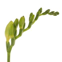 Freesie weiss gefüllt Paris 24 Gramm