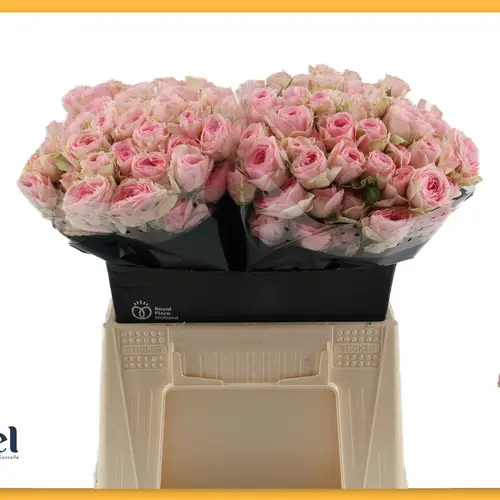 Rose verzweigt rosa Yvette 4+Blüte 40cm