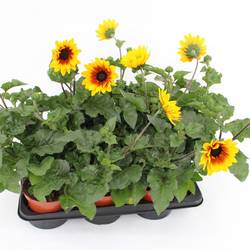 Sonnenblume gelb Sunbelievable T15 H055