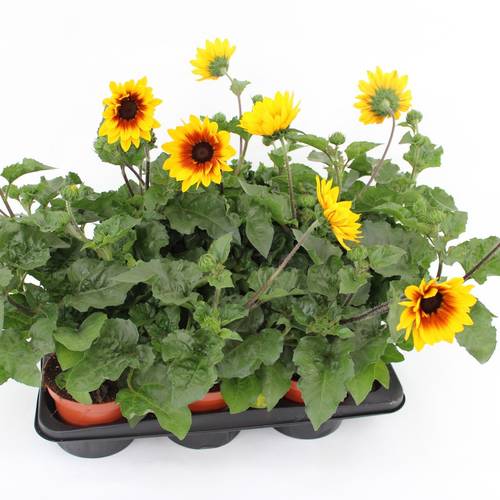 Sonnenblume gelb Sunbelievable T15 H055
