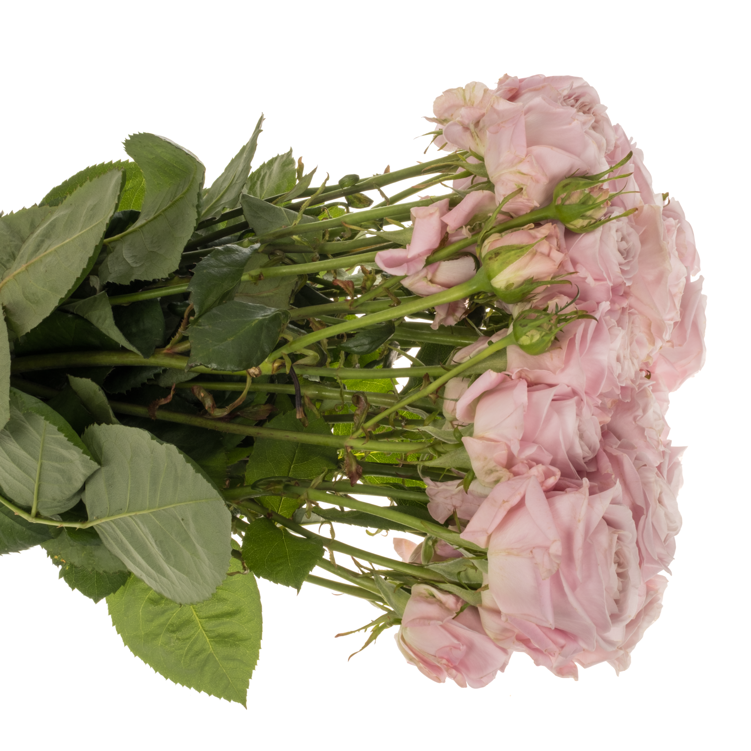Rose verzweigt rosa Rebellion Sweet 5+ Blüte 80cm