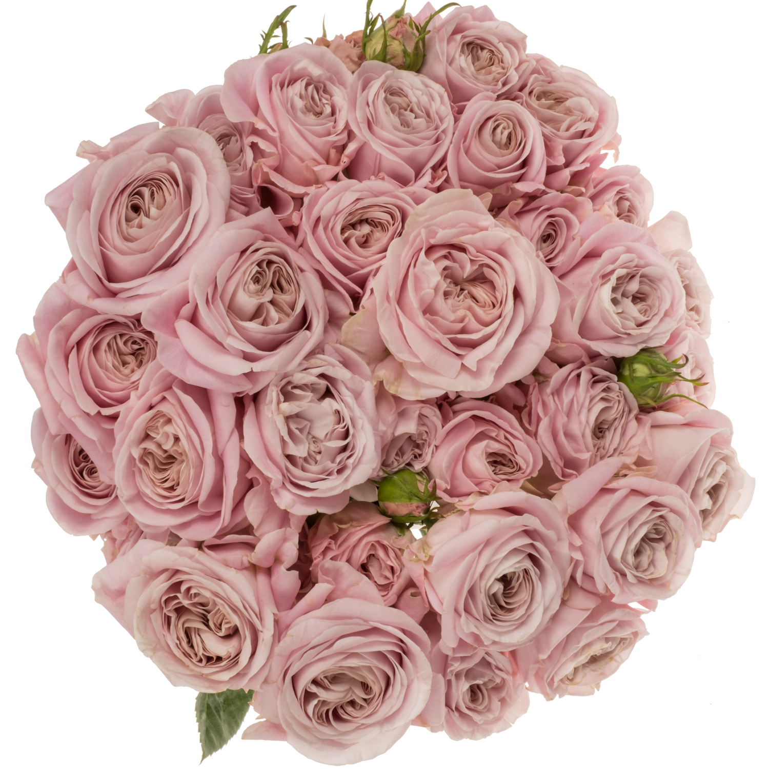 Rose verzweigt rosa Rebellion Sweet 5+ Blüte 80cm
