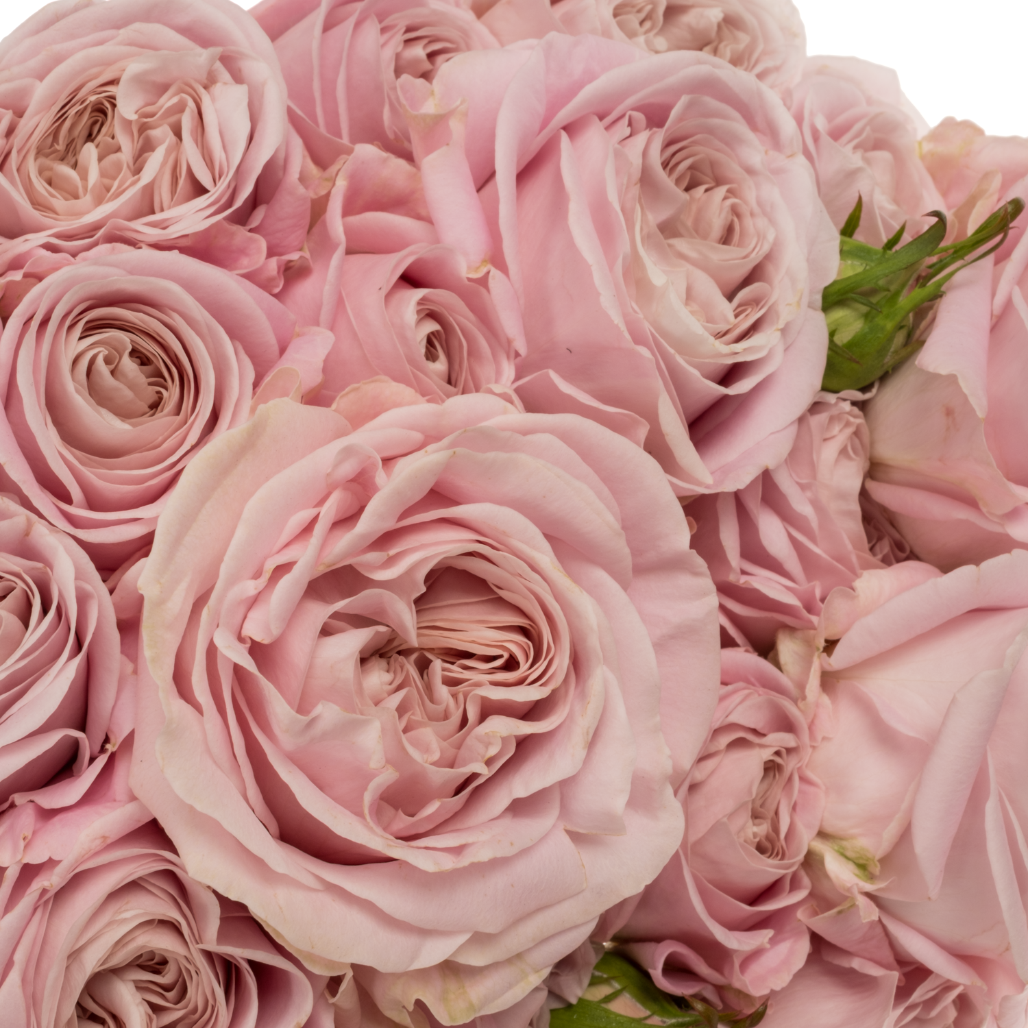 Rose verzweigt rosa Rebellion Sweet 5+ Blüte 80cm