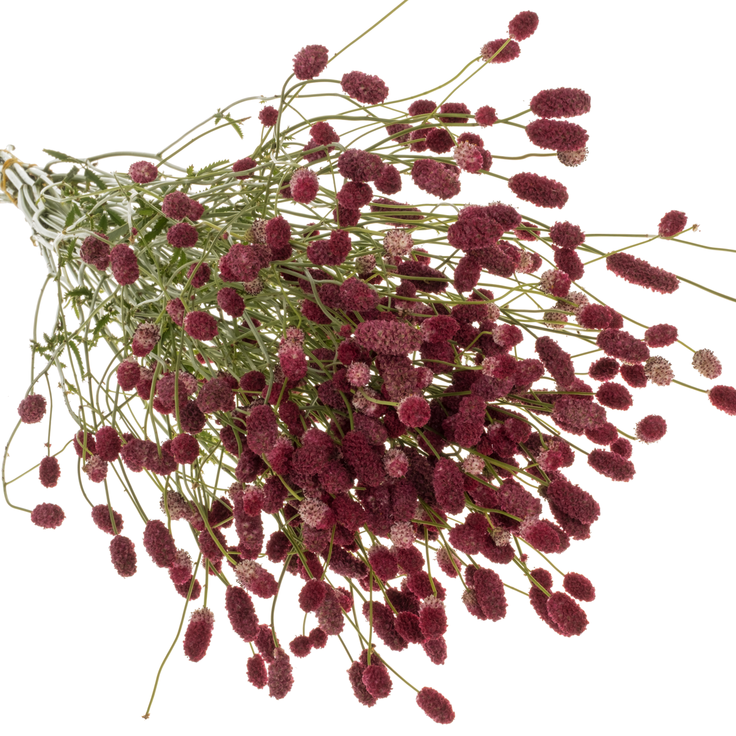 Sanguisorba weinrot Big Dream 95cm