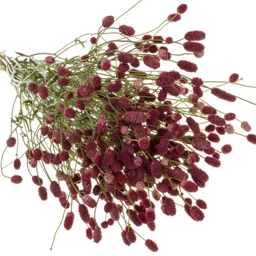 Sanguisorba weinrot Big Dream 95cm