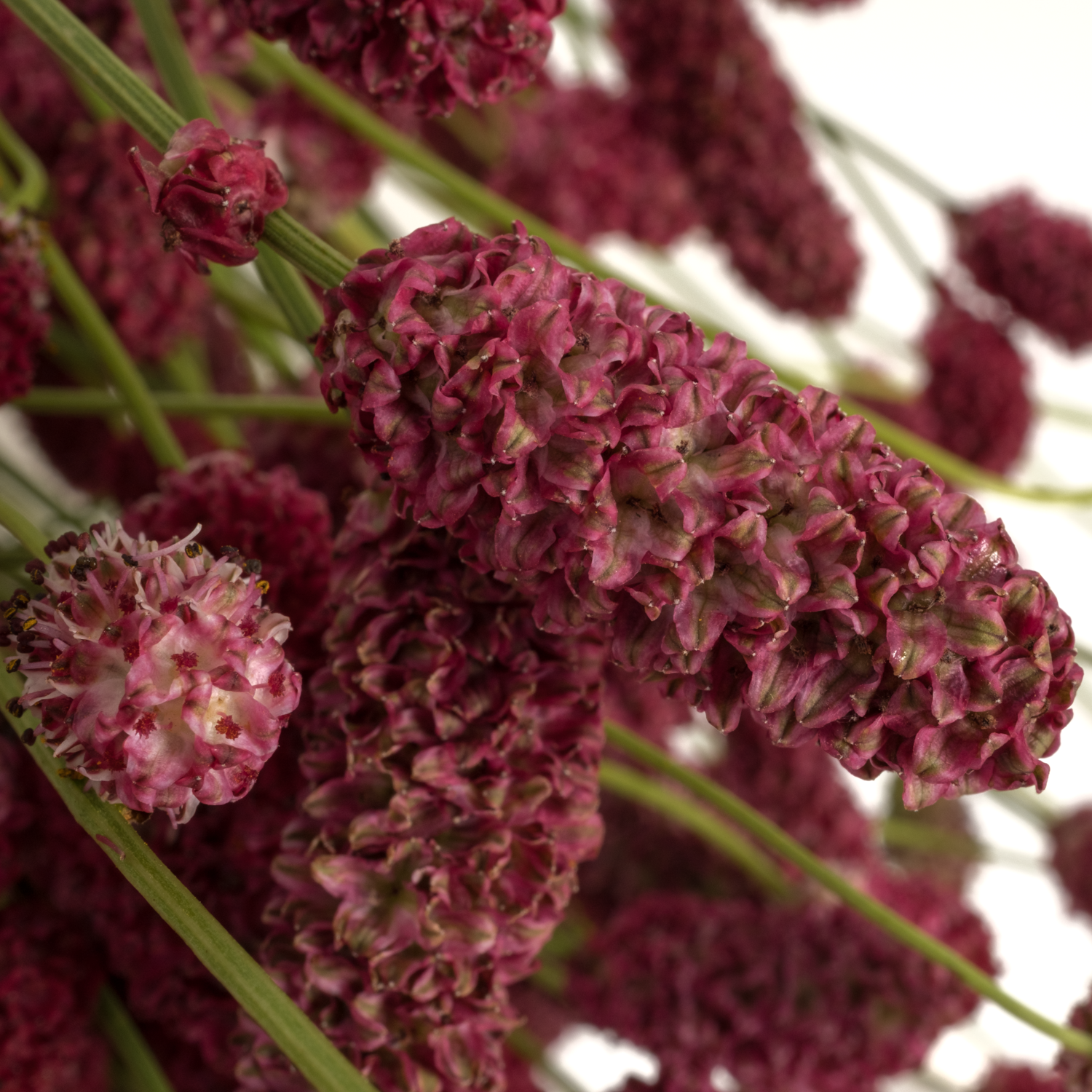 Sanguisorba weinrot Big Dream 95cm