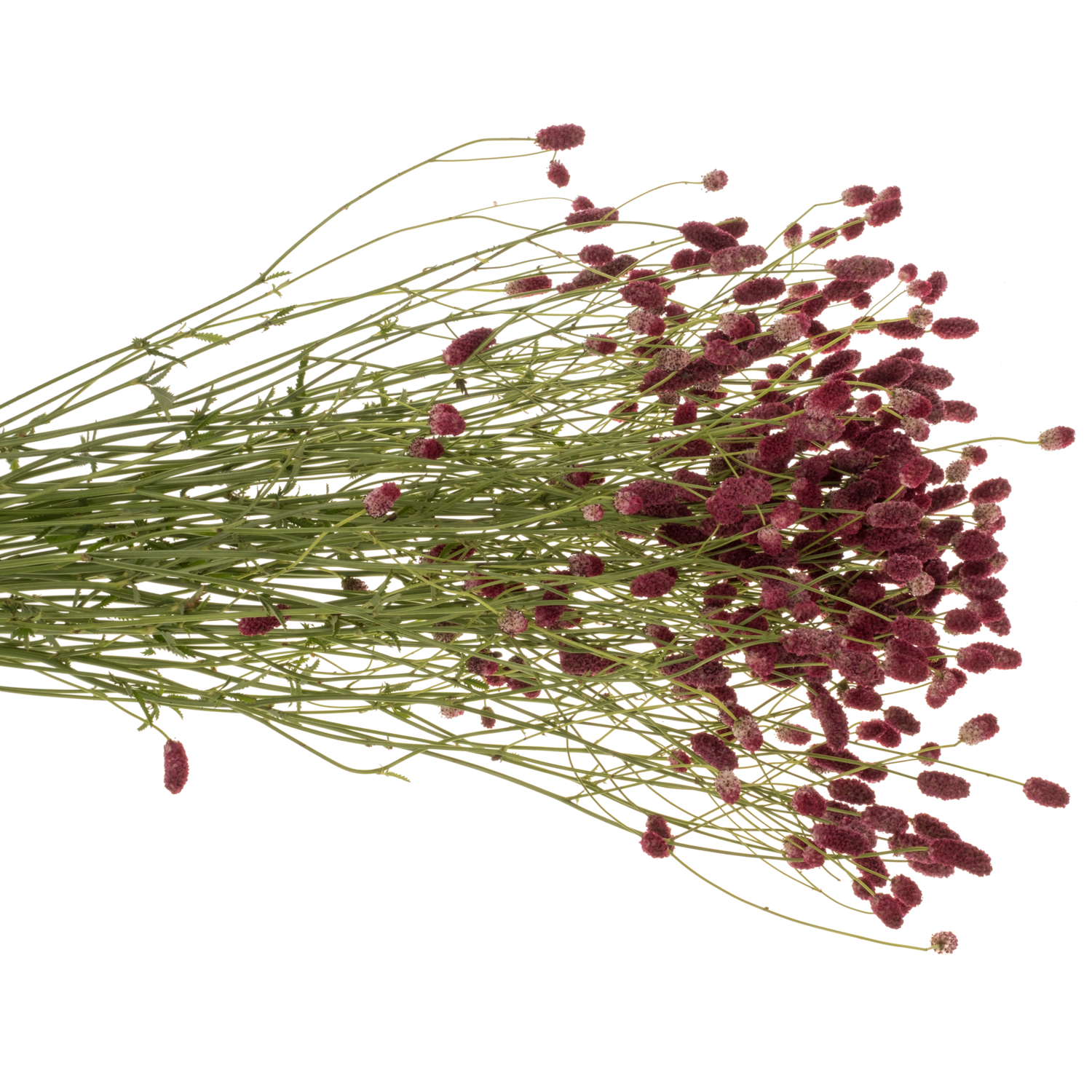 Sanguisorba weinrot Big Dream 95cm
