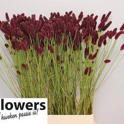 Sanguisorba weinrot Big Dream 90cm