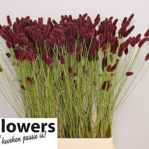 Sanguisorba weinrot Big Dream 90cm