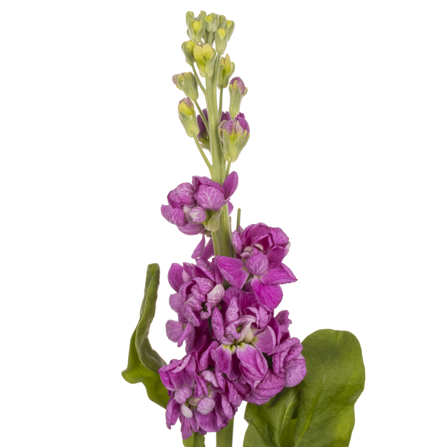 Levkoje rosa Fedora 58cm