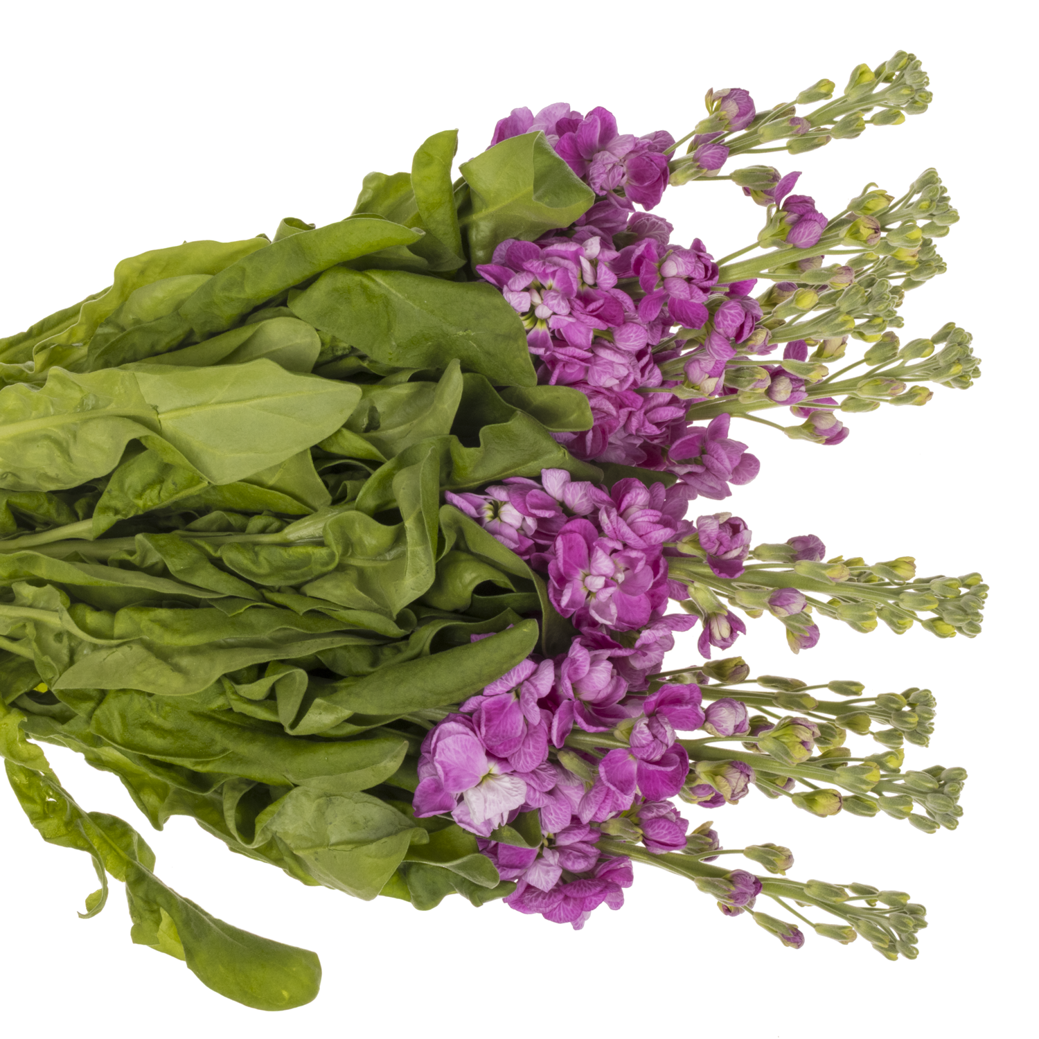 Levkoje rosa Fedora 58cm